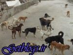 فوت دلخراش کودک ۷ ساله در حمله گروهی سگ های وحشی